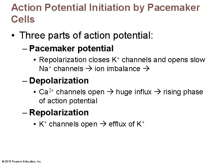 Action Potential Initiation by Pacemaker Cells • Three parts of action potential: – Pacemaker