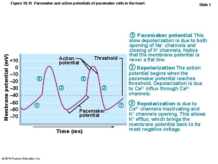 Membrane potential (m. V) Figure 18. 14 Pacemaker and action potentials of pacemaker cells