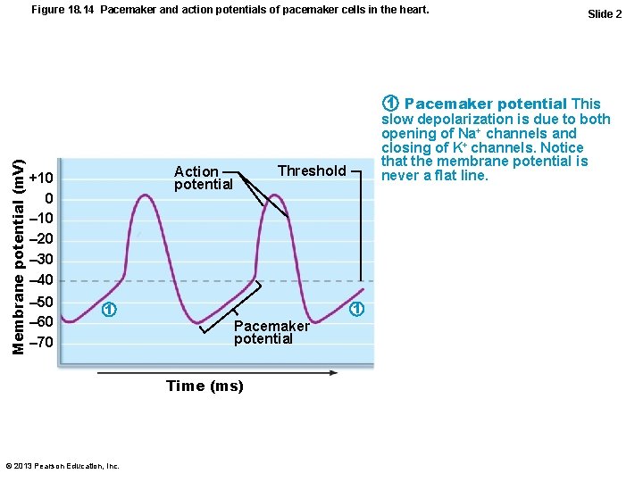 Membrane potential (m. V) Figure 18. 14 Pacemaker and action potentials of pacemaker cells