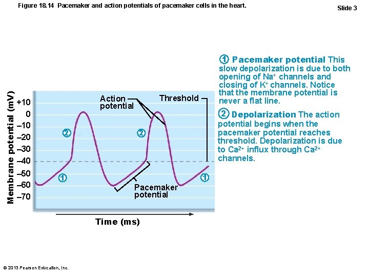 Membrane potential (m. V) Figure 18. 14 Pacemaker and action potentials of pacemaker cells