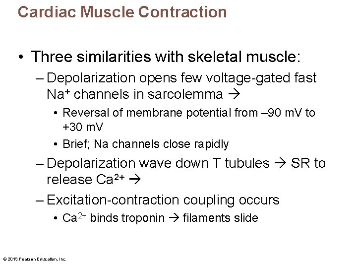 Cardiac Muscle Contraction • Three similarities with skeletal muscle: – Depolarization opens few voltage-gated