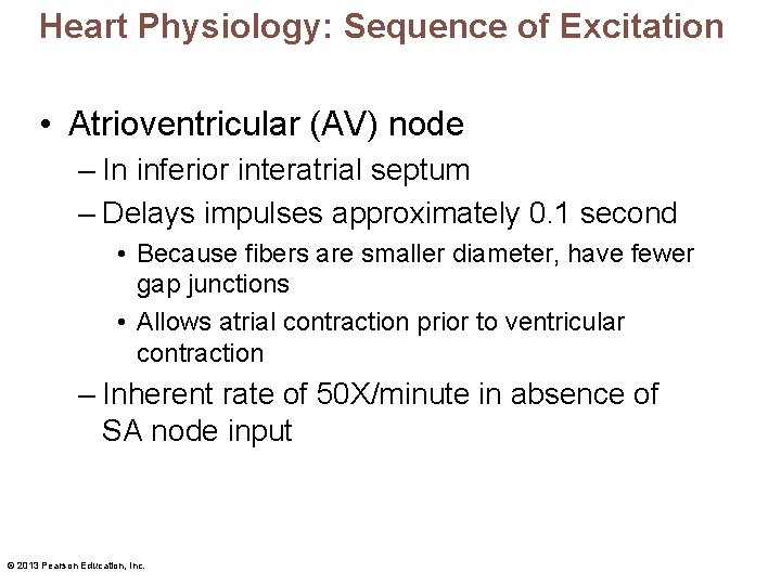 Heart Physiology: Sequence of Excitation • Atrioventricular (AV) node – In inferior interatrial septum