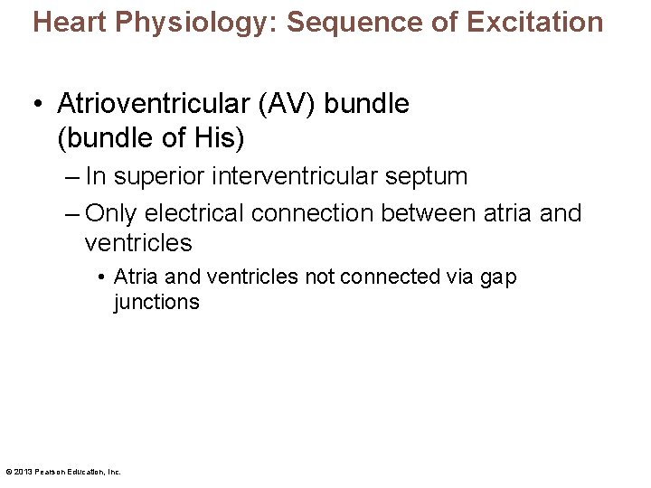 Heart Physiology: Sequence of Excitation • Atrioventricular (AV) bundle (bundle of His) – In
