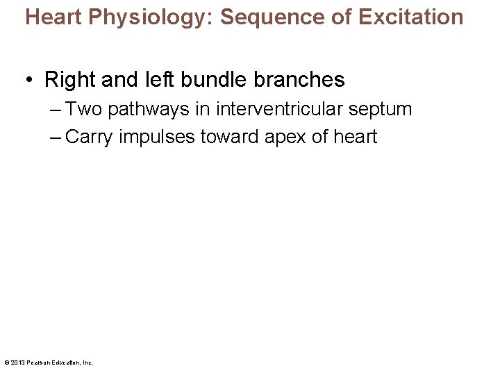 Heart Physiology: Sequence of Excitation • Right and left bundle branches – Two pathways