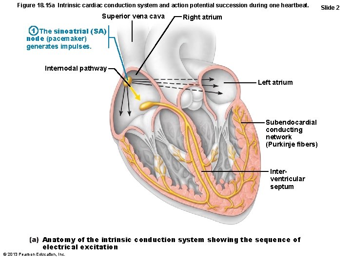 Figure 18. 15 a Intrinsic cardiac conduction system and action potential succession during one