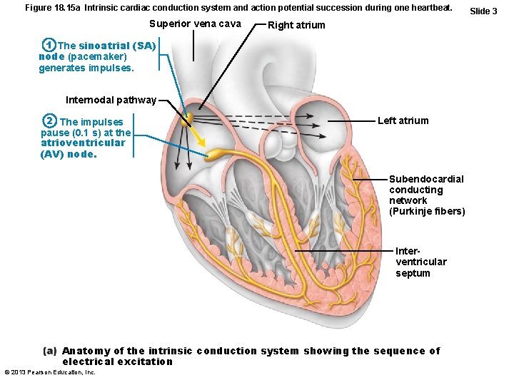 Figure 18. 15 a Intrinsic cardiac conduction system and action potential succession during one