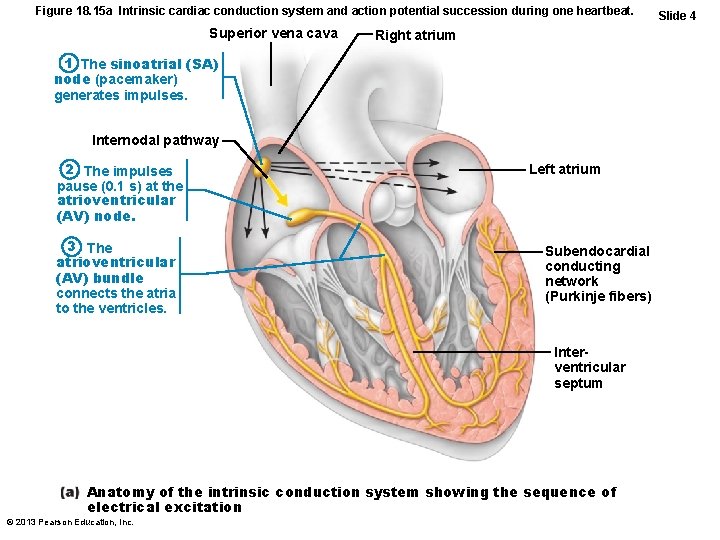 Figure 18. 15 a Intrinsic cardiac conduction system and action potential succession during one