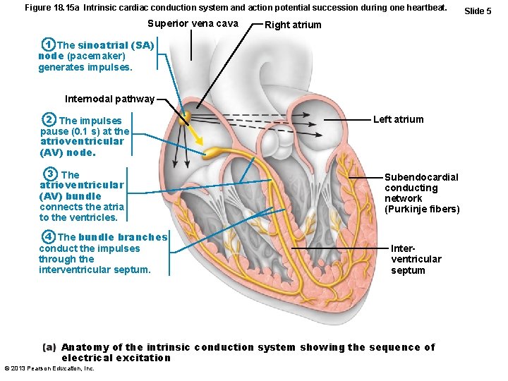 Figure 18. 15 a Intrinsic cardiac conduction system and action potential succession during one