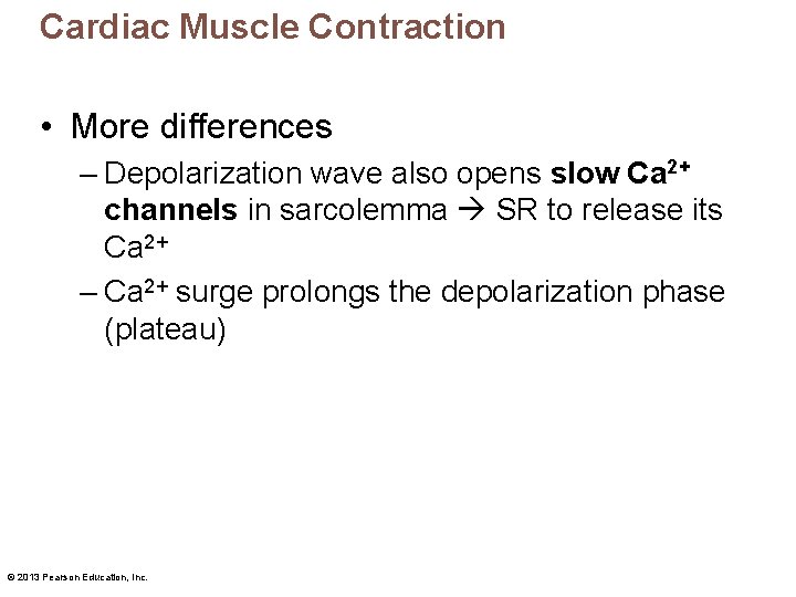 Cardiac Muscle Contraction • More differences – Depolarization wave also opens slow Ca 2+