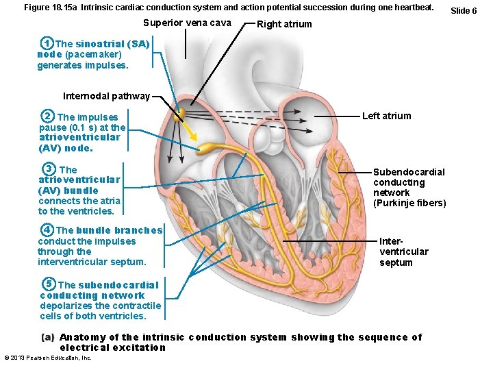 Figure 18. 15 a Intrinsic cardiac conduction system and action potential succession during one