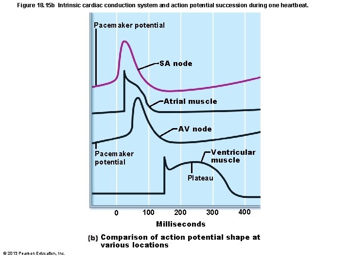 Figure 18. 15 b Intrinsic cardiac conduction system and action potential succession during one