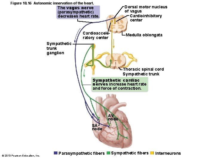 Figure 18. 16 Autonomic innervation of the heart. The vagus nerve (parasympathetic) decreases heart