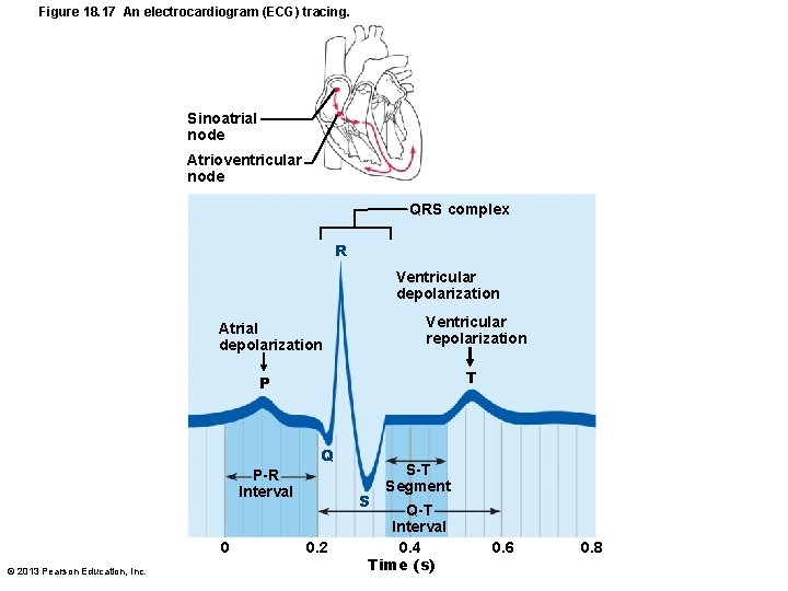 Figure 18. 17 An electrocardiogram (ECG) tracing. Sinoatrial node Atrioventricular node QRS complex R