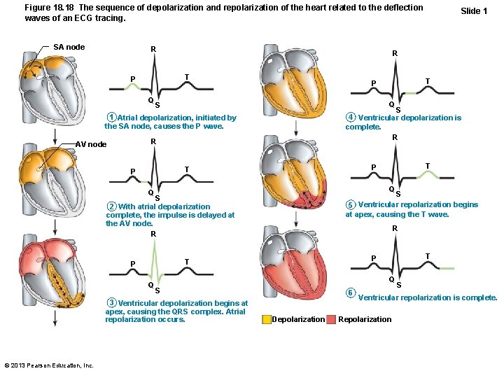 Figure 18. 18 The sequence of depolarization and repolarization of the heart related to