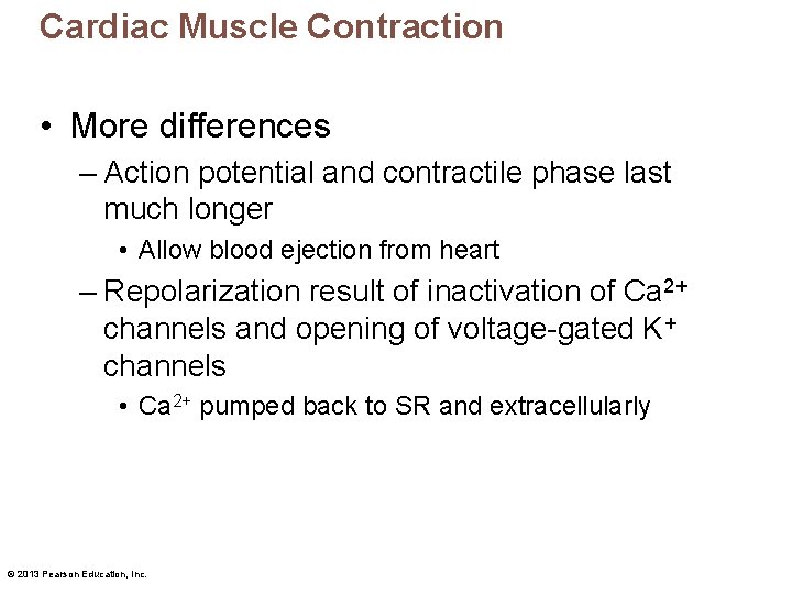 Cardiac Muscle Contraction • More differences – Action potential and contractile phase last much