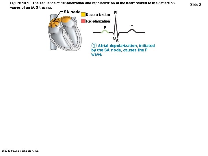 Figure 18. 18 The sequence of depolarization and repolarization of the heart related to