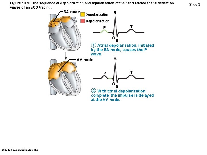 Figure 18. 18 The sequence of depolarization and repolarization of the heart related to