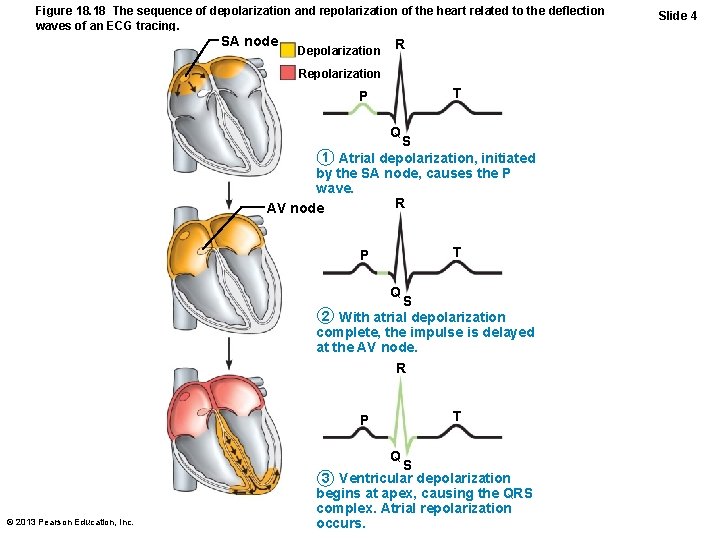 Figure 18. 18 The sequence of depolarization and repolarization of the heart related to