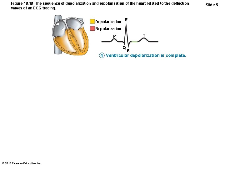 Figure 18. 18 The sequence of depolarization and repolarization of the heart related to