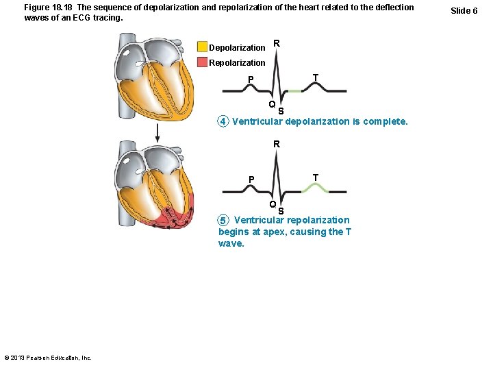 Figure 18. 18 The sequence of depolarization and repolarization of the heart related to