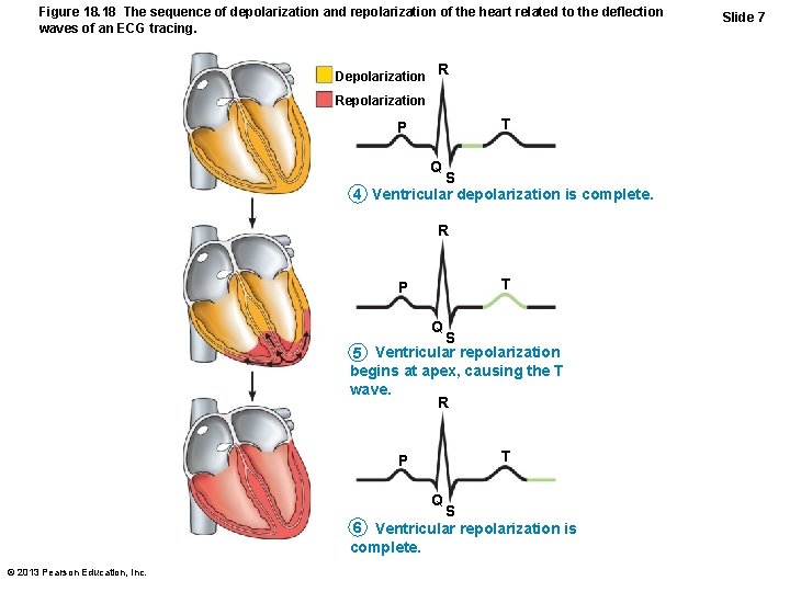 Figure 18. 18 The sequence of depolarization and repolarization of the heart related to