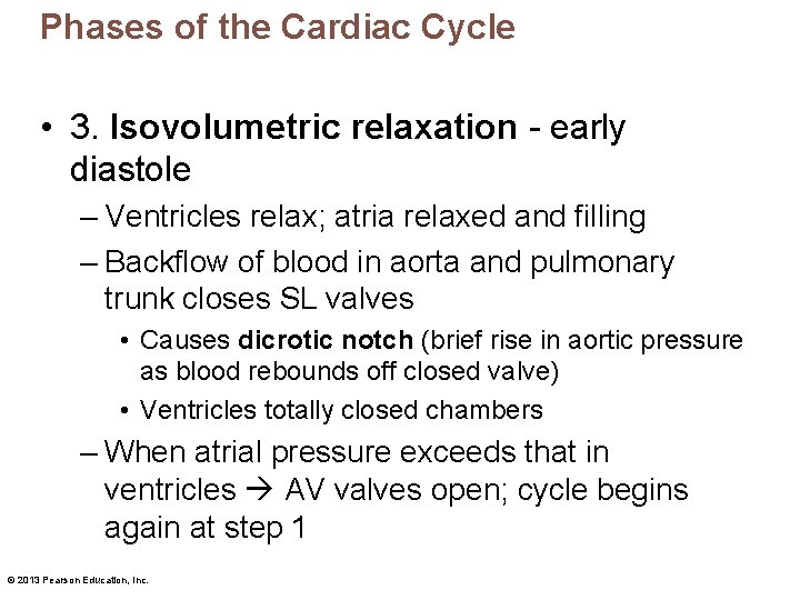 Phases of the Cardiac Cycle • 3. Isovolumetric relaxation - early diastole – Ventricles
