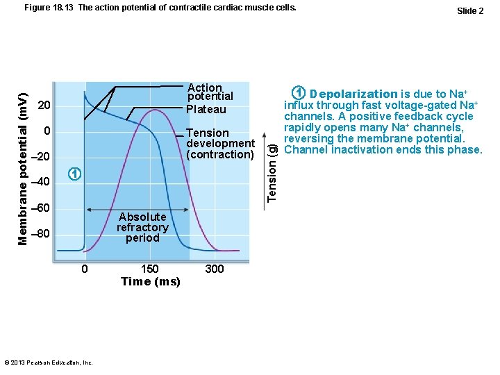 Action potential Plateau 20 0 Tension development (contraction) – 20 – 40 1 –