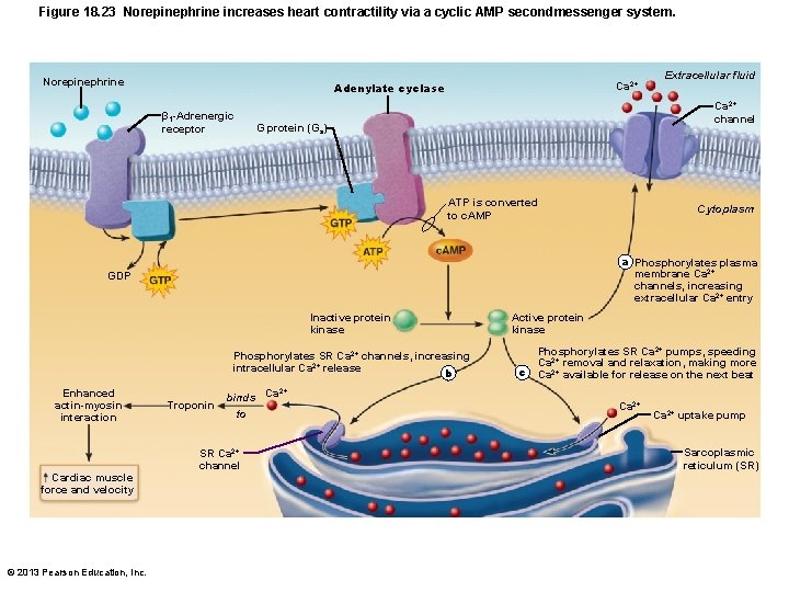 Figure 18. 23 Norepinephrine increases heart contractility via a cyclic AMP secondmessenger system. Norepinephrine