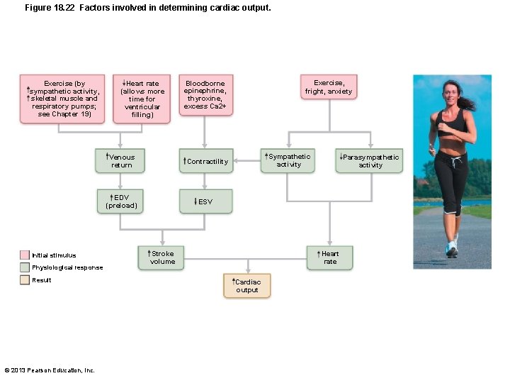 Figure 18. 22 Factors involved in determining cardiac output. Exercise (by sympathetic activity, skeletal