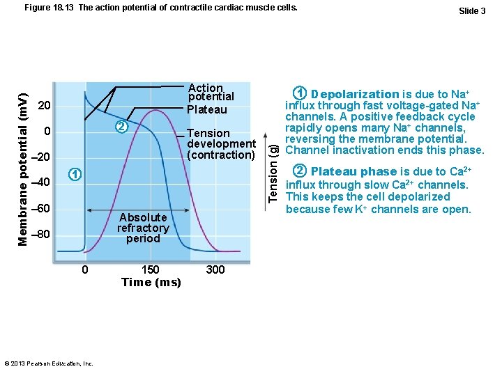 Action potential Plateau 20 2 0 – 20 – 40 Tension development (contraction) 1