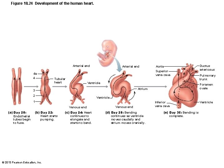 Figure 18. 24 Development of the human heart. Arterial end Superior vena cava 4