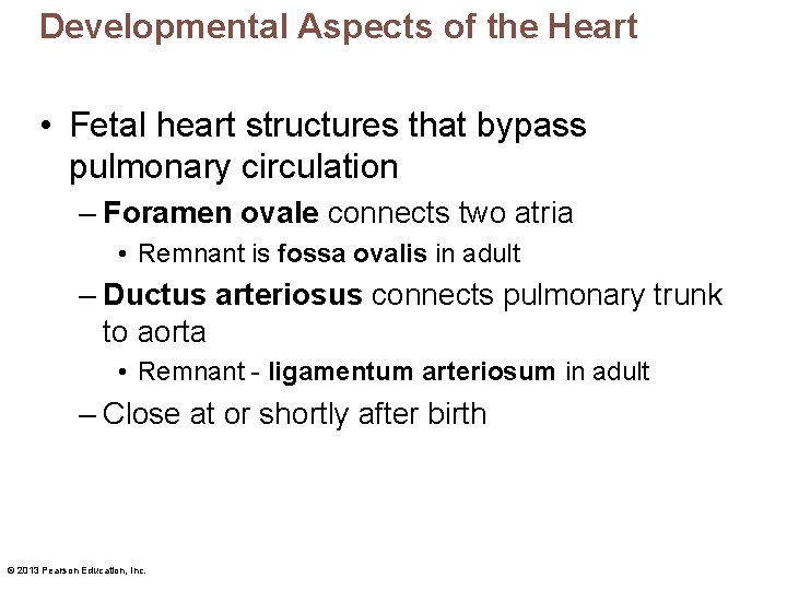 Developmental Aspects of the Heart • Fetal heart structures that bypass pulmonary circulation –