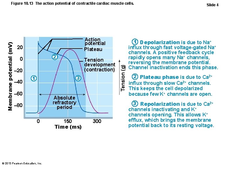 Action potential Plateau 20 2 0 Tension development (contraction) – 20 – 40 3