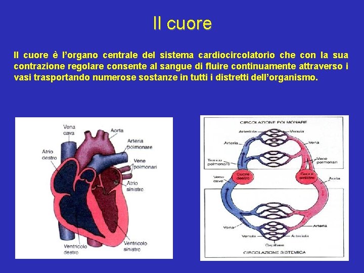 Il cuore è l’organo centrale del sistema cardiocircolatorio che con la sua contrazione regolare