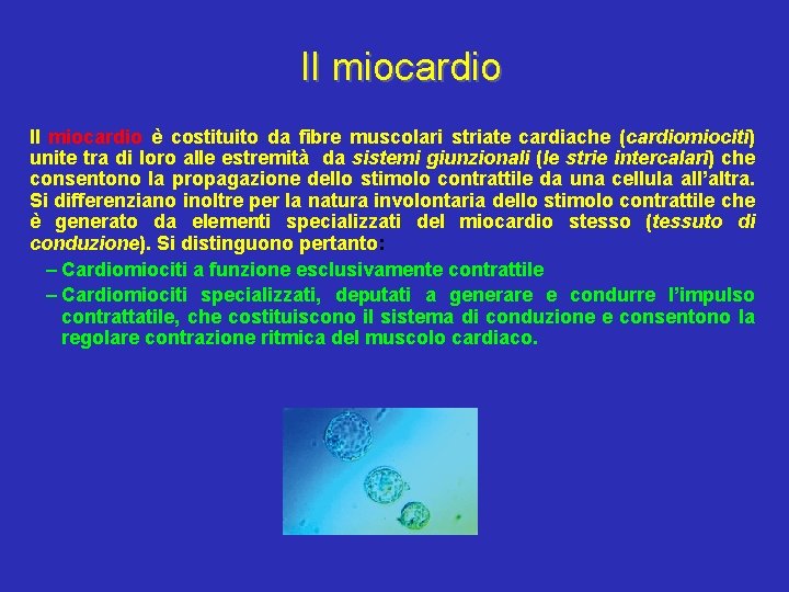 Il miocardio è costituito da fibre muscolari striate cardiache (cardiomiociti) unite tra di loro