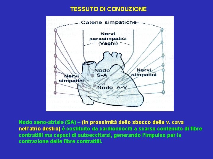 TESSUTO DI CONDUZIONE Nodo seno-atriale (SA) – (in prossimità dello sbocco della v. cava