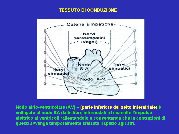 TESSUTO DI CONDUZIONE Nodo atrio-ventricolare (AV) – (parte inferiore del setto interatriale) è collegato