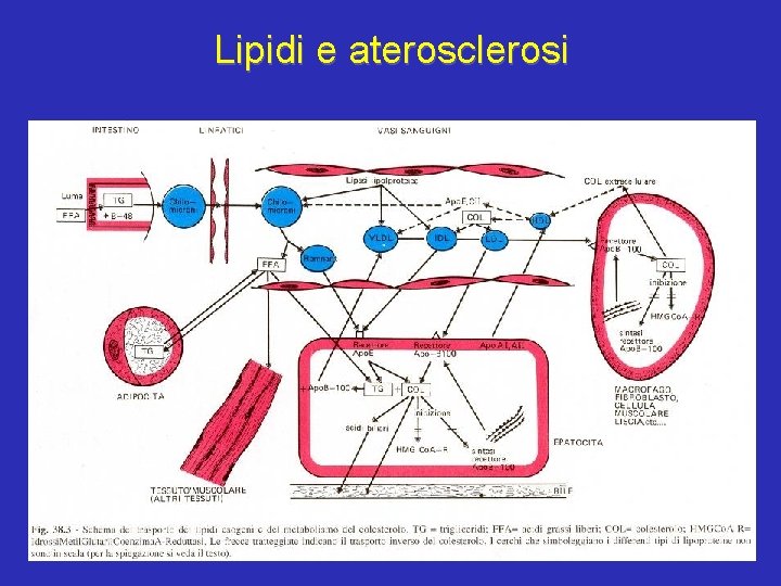 Lipidi e aterosclerosi 