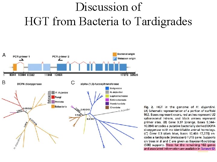 Discussion of HGT from Bacteria to Tardigrades 