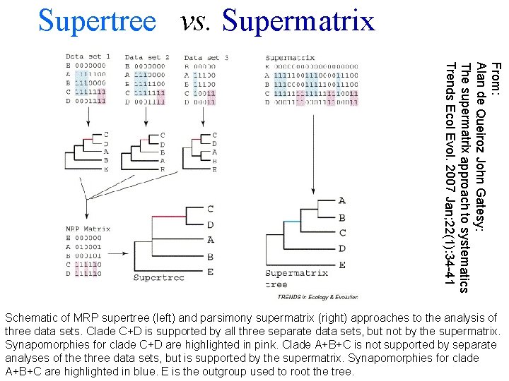  Supertree vs. Supermatrix From: Alan de Queiroz John Gatesy: The supermatrix approach to