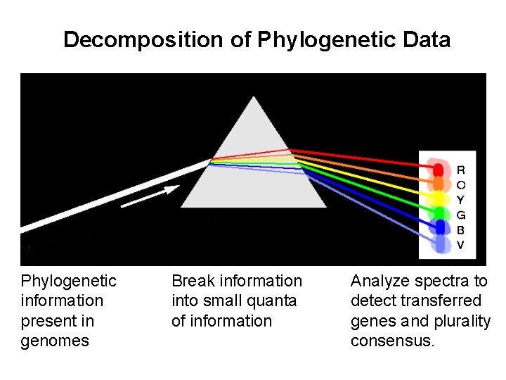 Decomposition of Phylogenetic Data Phylogenetic information present in genomes Break information into small quanta