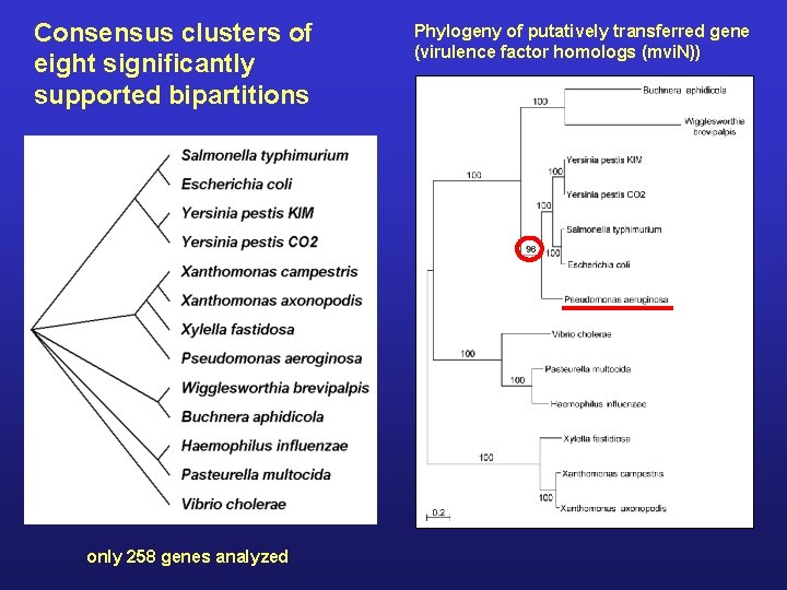 Consensus clusters of eight significantly supported bipartitions only 258 genes analyzed Phylogeny of putatively
