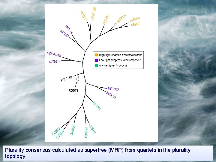 Plurality consensus calculated as supertree (MRP) from quartets in the plurality topology. 