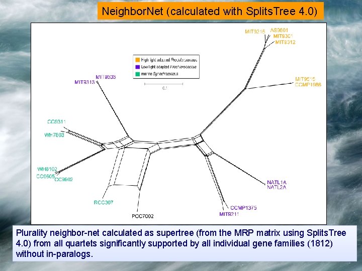 Neighbor. Net (calculated with Splits. Tree 4. 0) Plurality neighbor-net calculated as supertree (from Neighbor. Net (calculated with Splits. Tree 4. 0) Plurality neighbor-net calculated as supertree (from