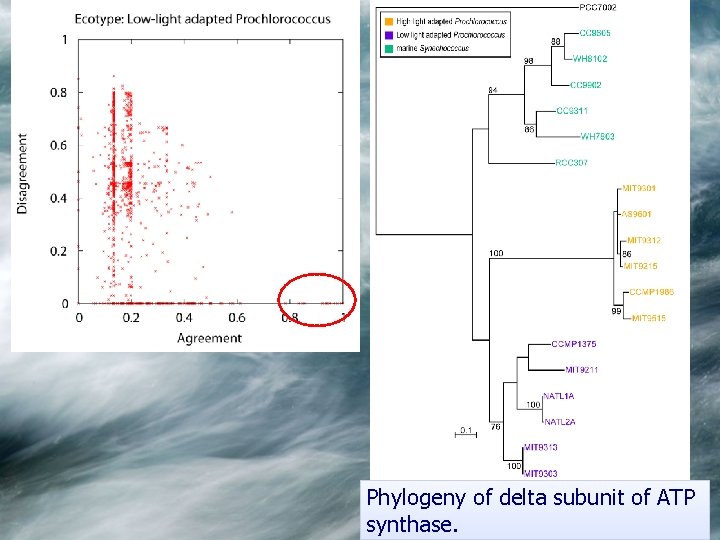 Phylogeny of delta subunit of ATP synthase. 