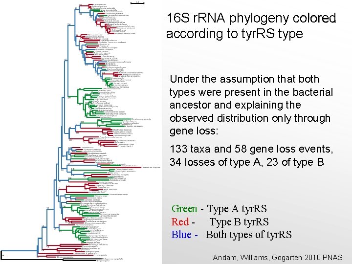 16 S r. RNA phylogeny colored according to tyr. RS type Under the assumption