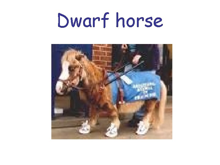 Dwarf horse 