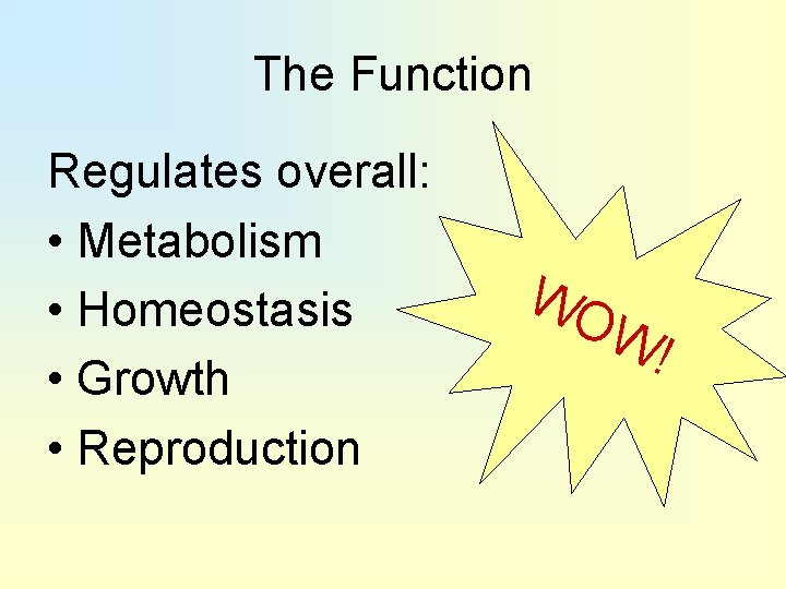 The Function Regulates overall: • Metabolism • Homeostasis • Growth • Reproduction WO W!