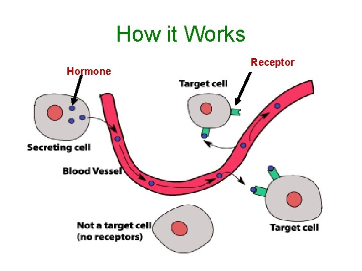 How it Works Hormone Receptor 