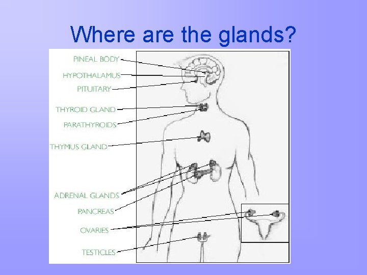 Where are the glands? 